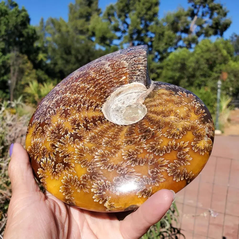 Large Cleoniceras Ammonite Masterfully Polished Fossil 1070 grams